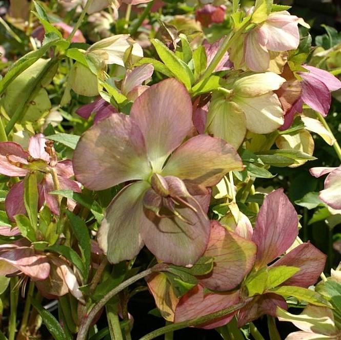 Hellebore Royal Heritage™ Potted Lenten Rose Plant