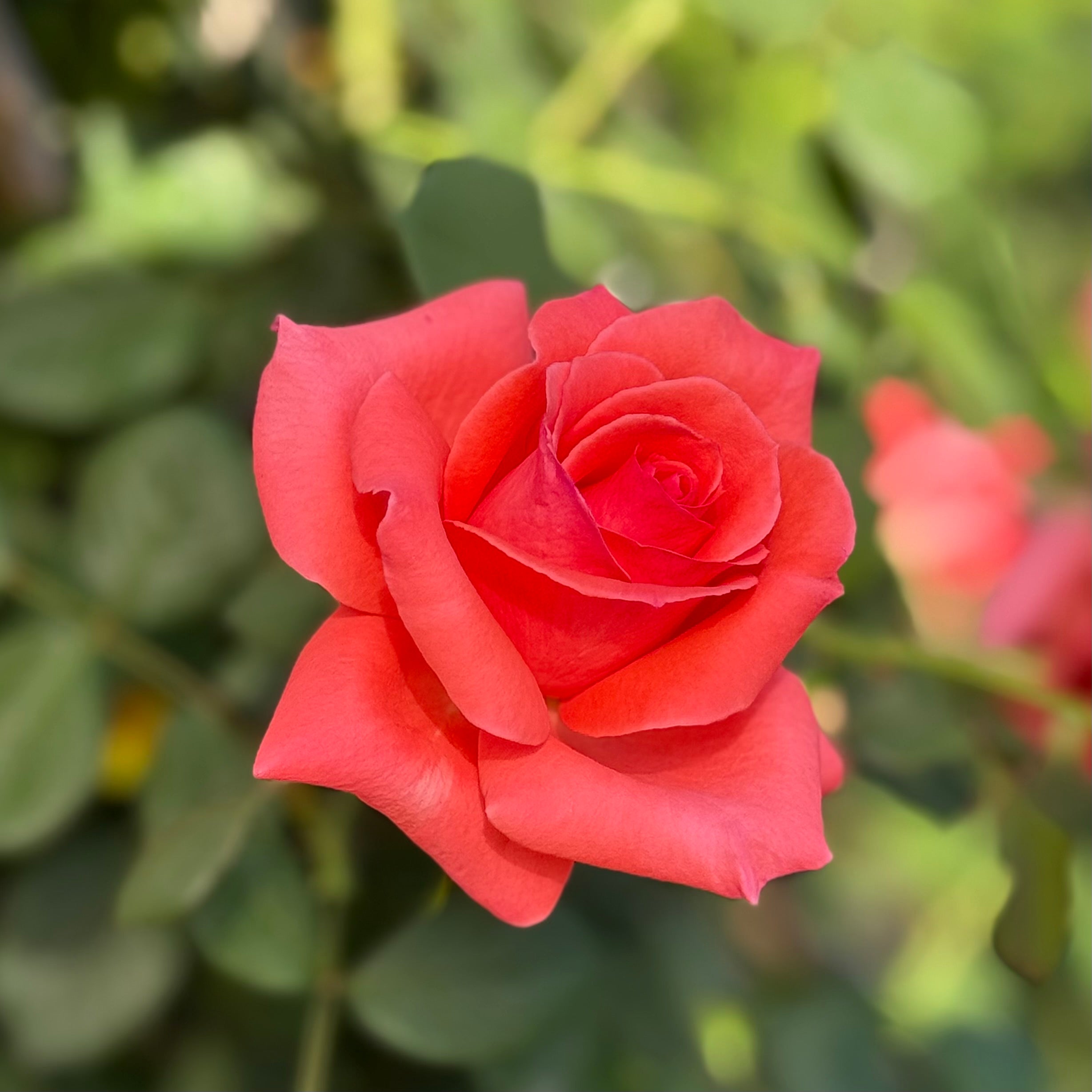 America™ Potted Climbing Rose