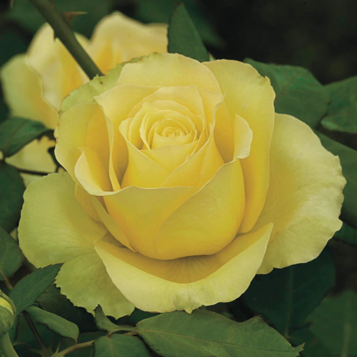 St Patrick™ Potted Rose Bush