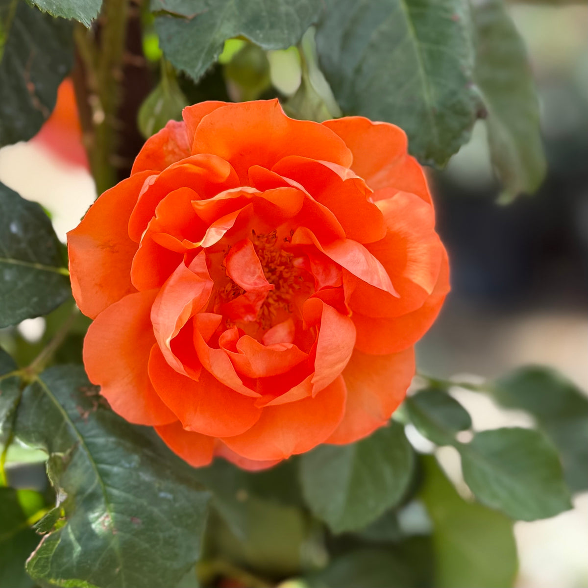 Above All™ Bare Root Climbing Rose Bush