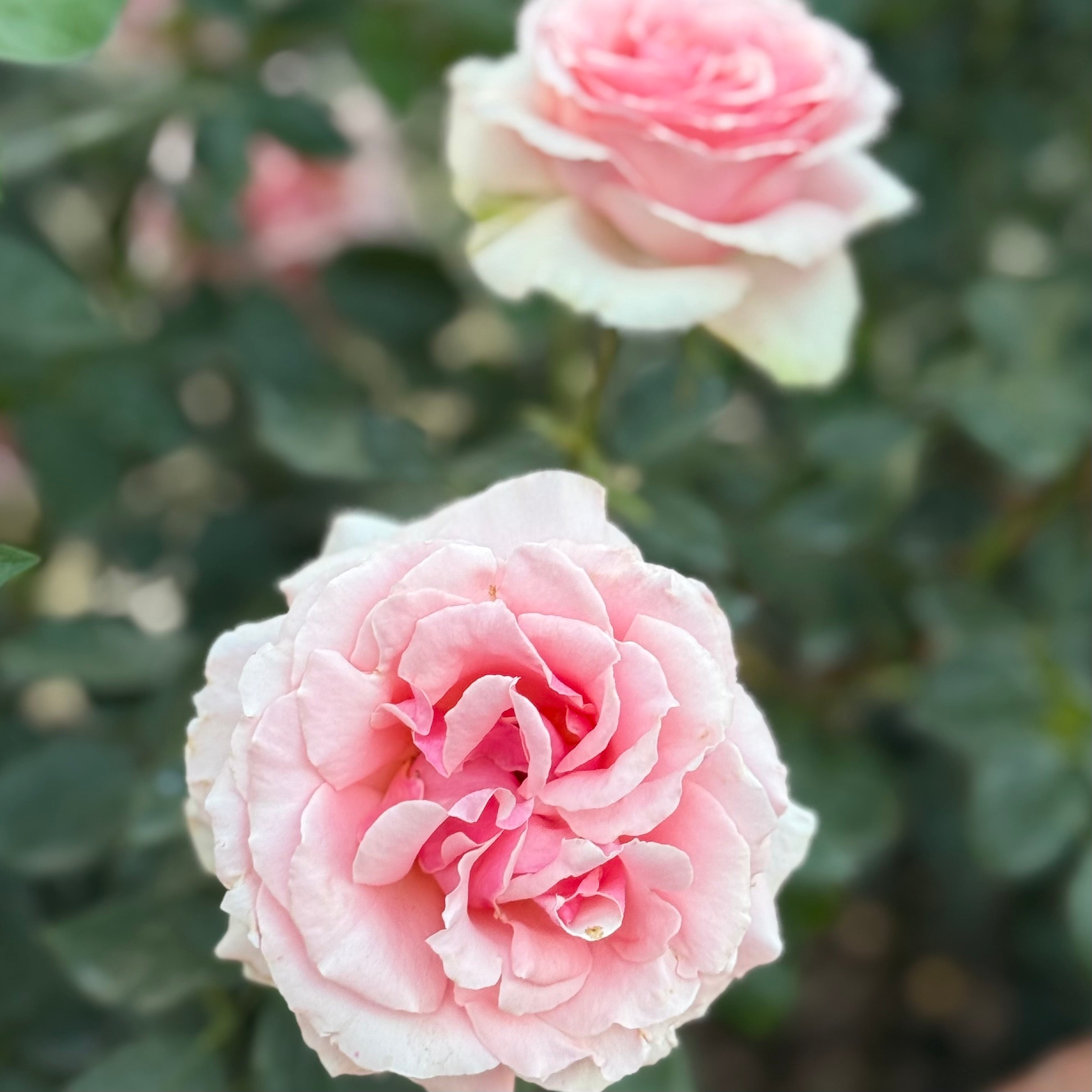 Tournament of Roses Potted Rose Bush