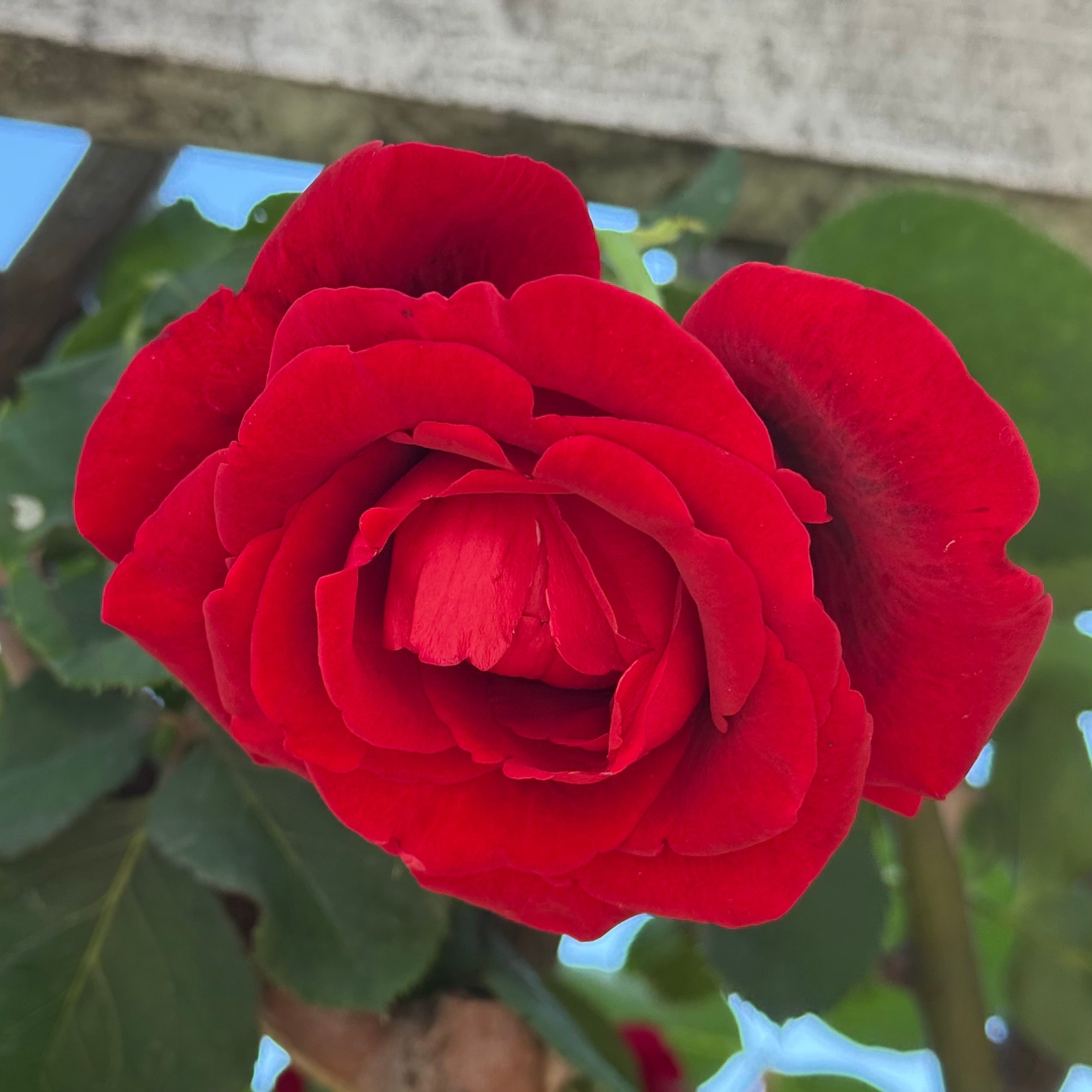 Don Juan™ Potted Climbing Rose