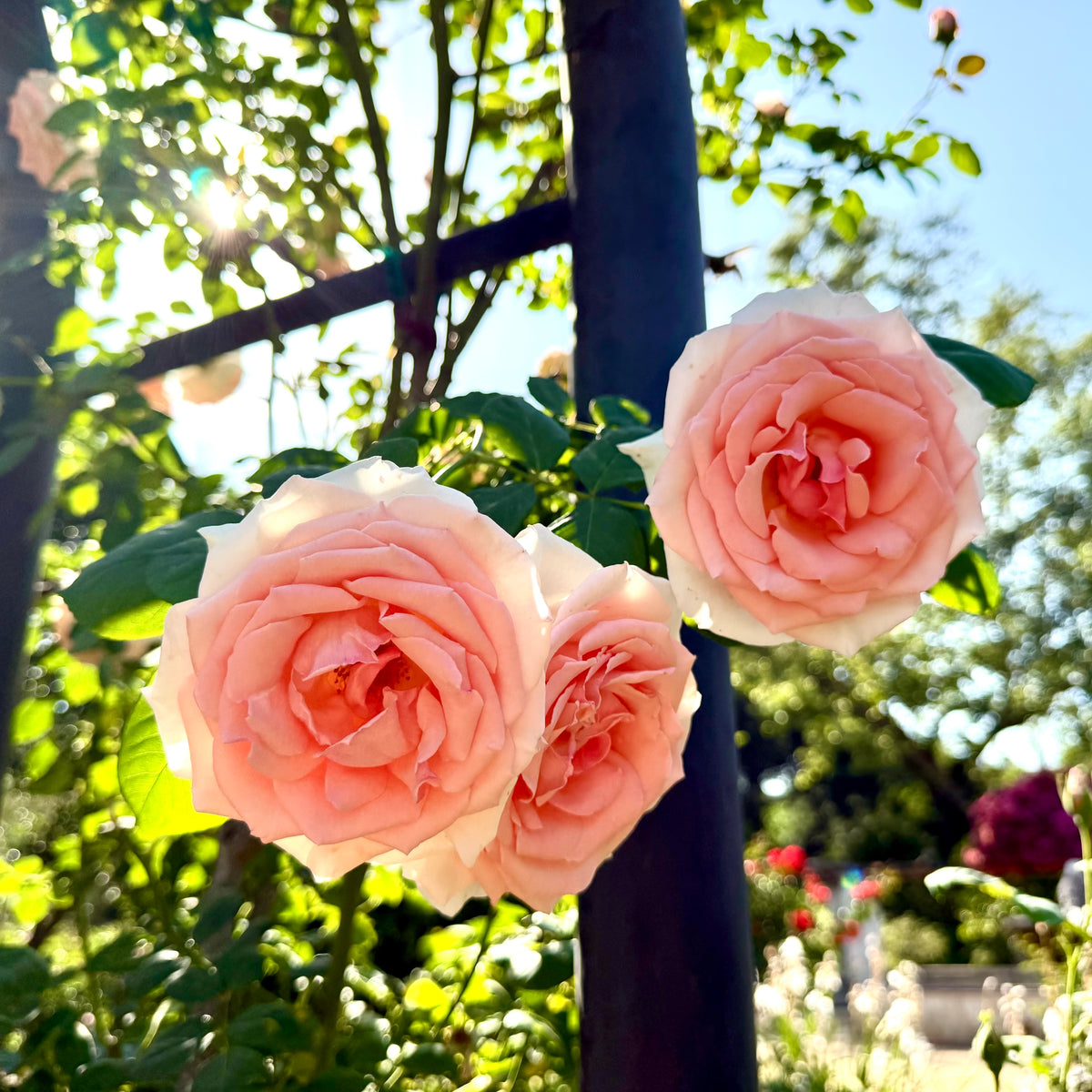 Pearly Gates Bare Root Climbing Rose
