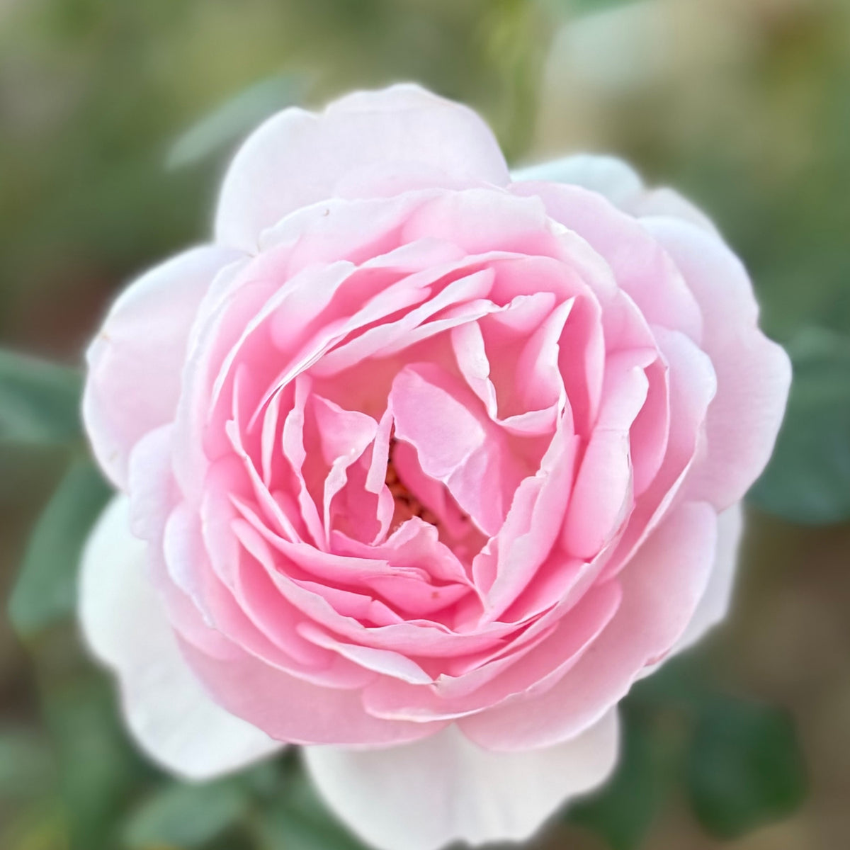David Austin® Scepter D'Isle Potted Rose Bush