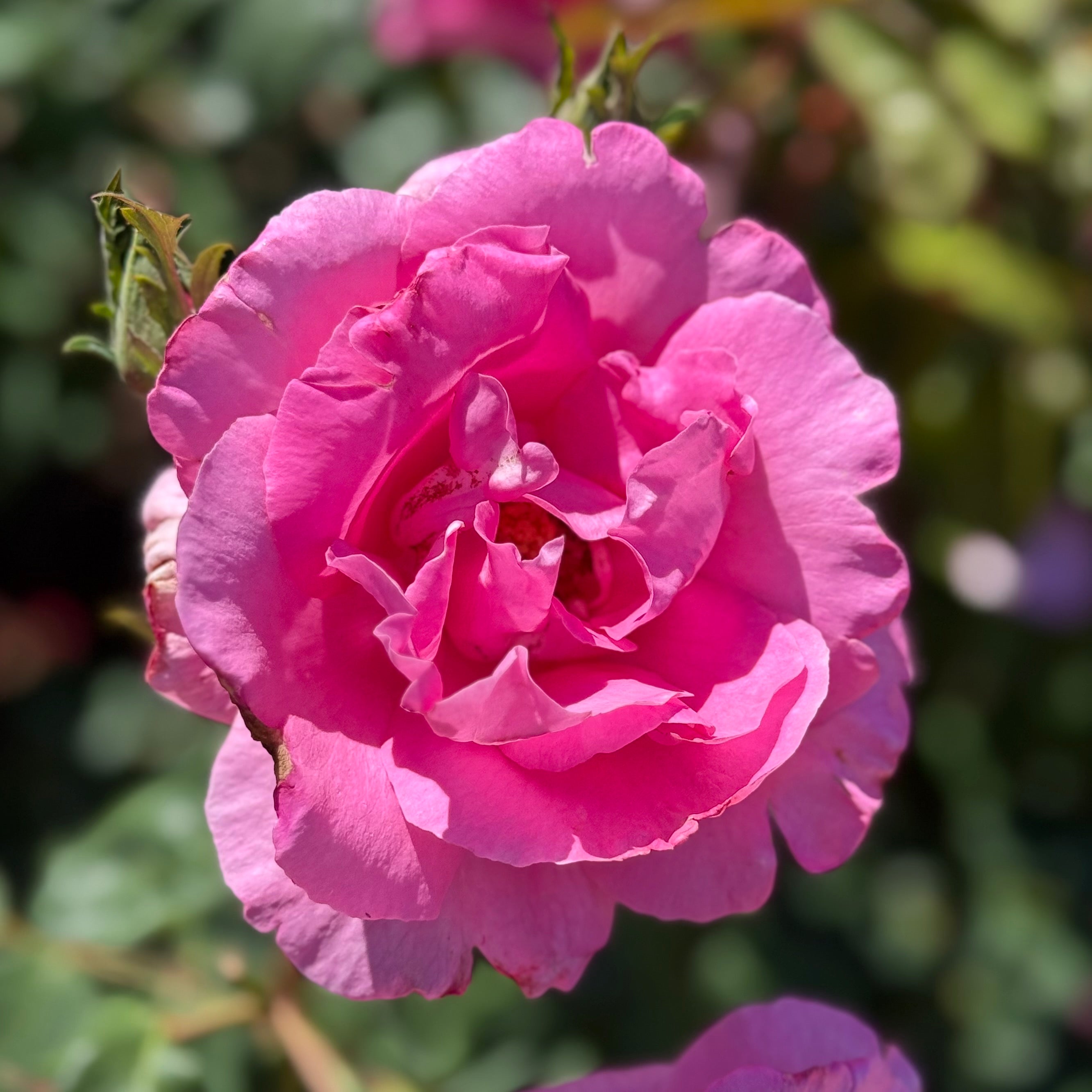The McCartney Rose® Potted Rose Bush