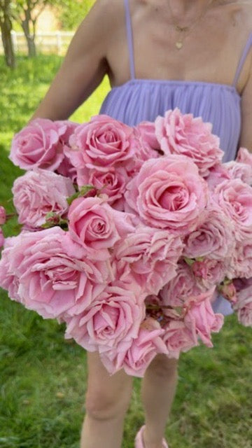 Belinda's Dream® Potted Rose Bush