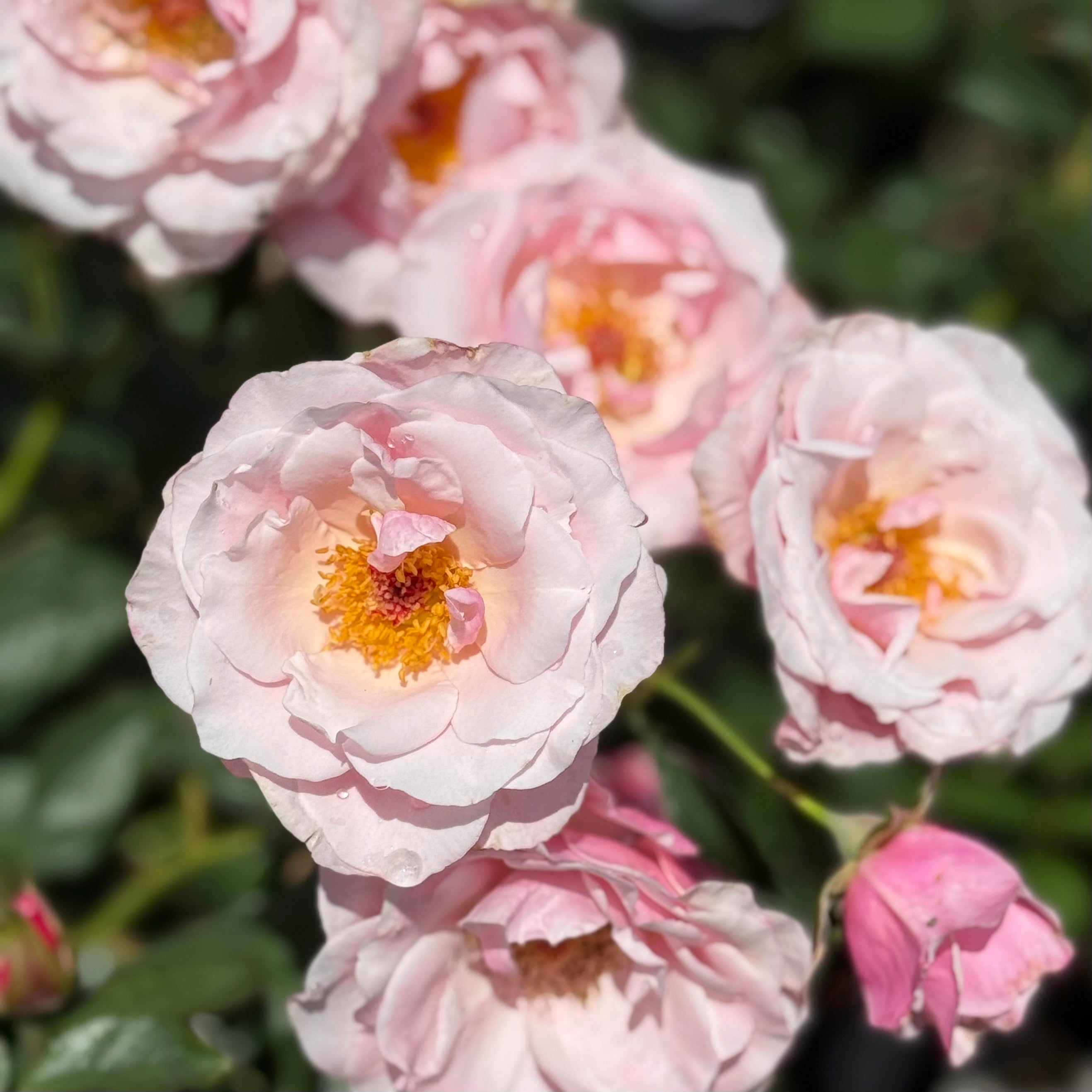 Our Lady Of Guadeloupe™ Potted Rose Bush