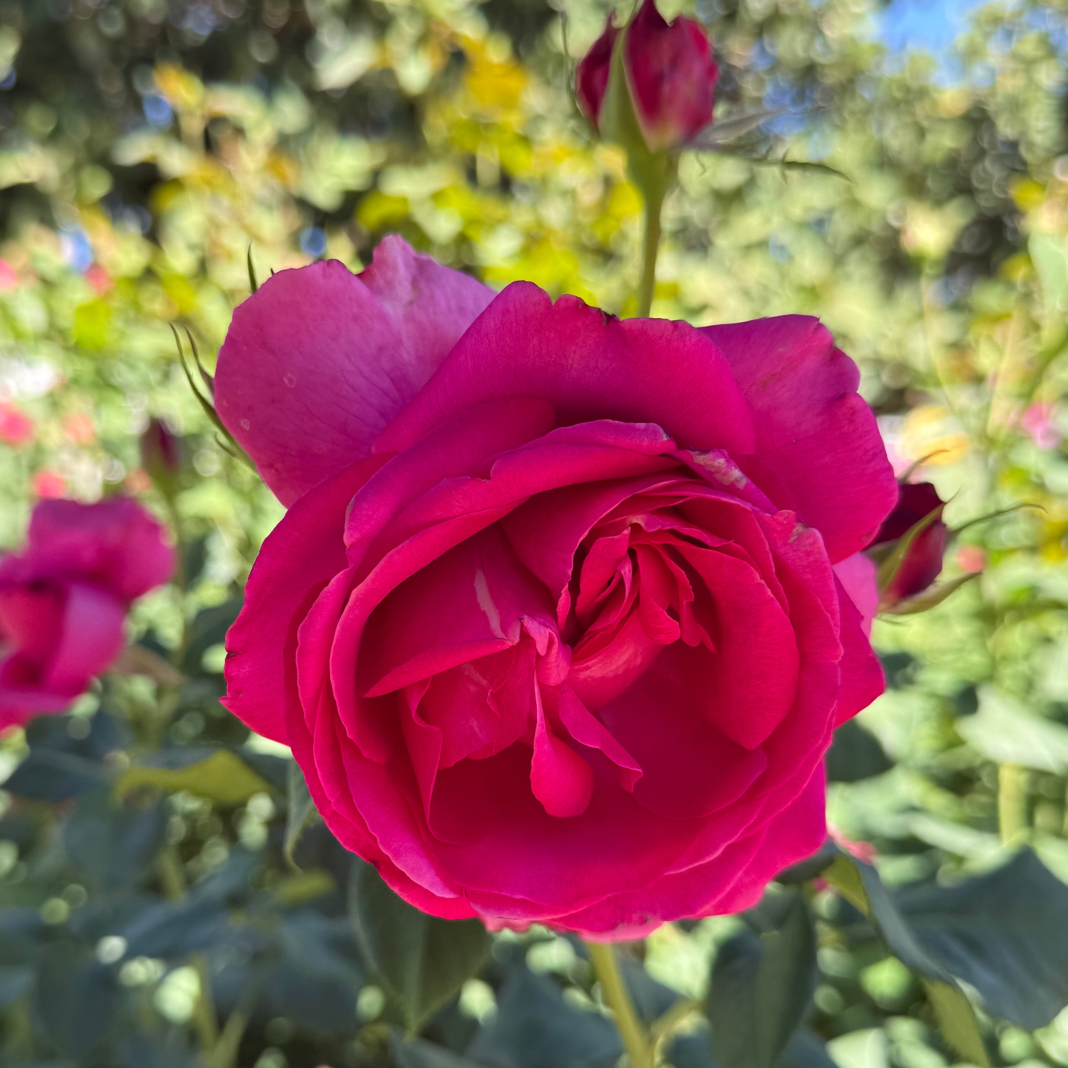 Grande Dame ™ Potted Rose Bush