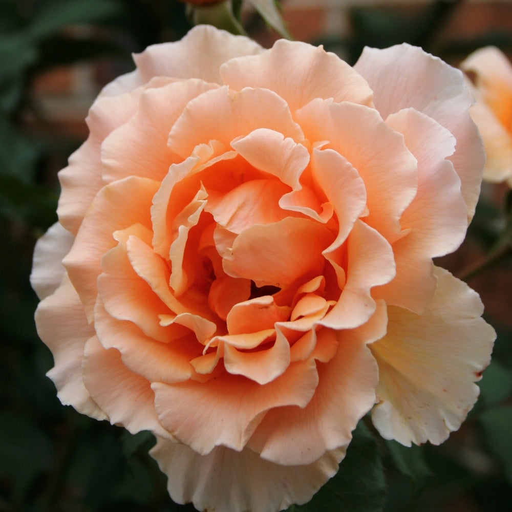 Just Joey Bare Root Rose Bush