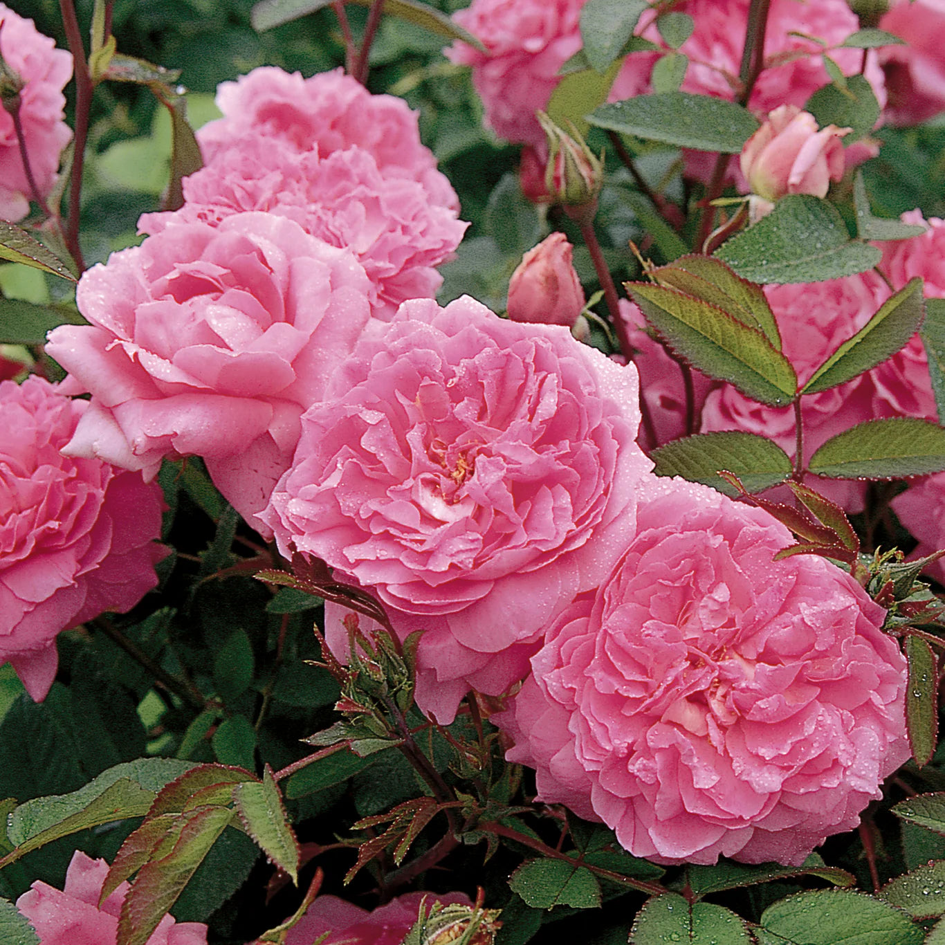 David Austin® The Mayflower® Potted Rose Bush