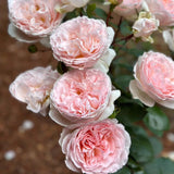 Parfuma® Bliss Rose Bush