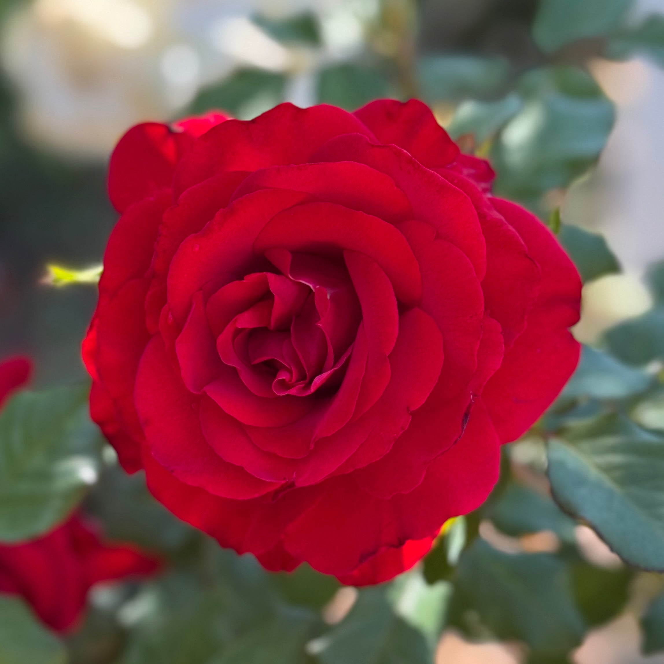 Love's Promise™ Potted Rose Bush