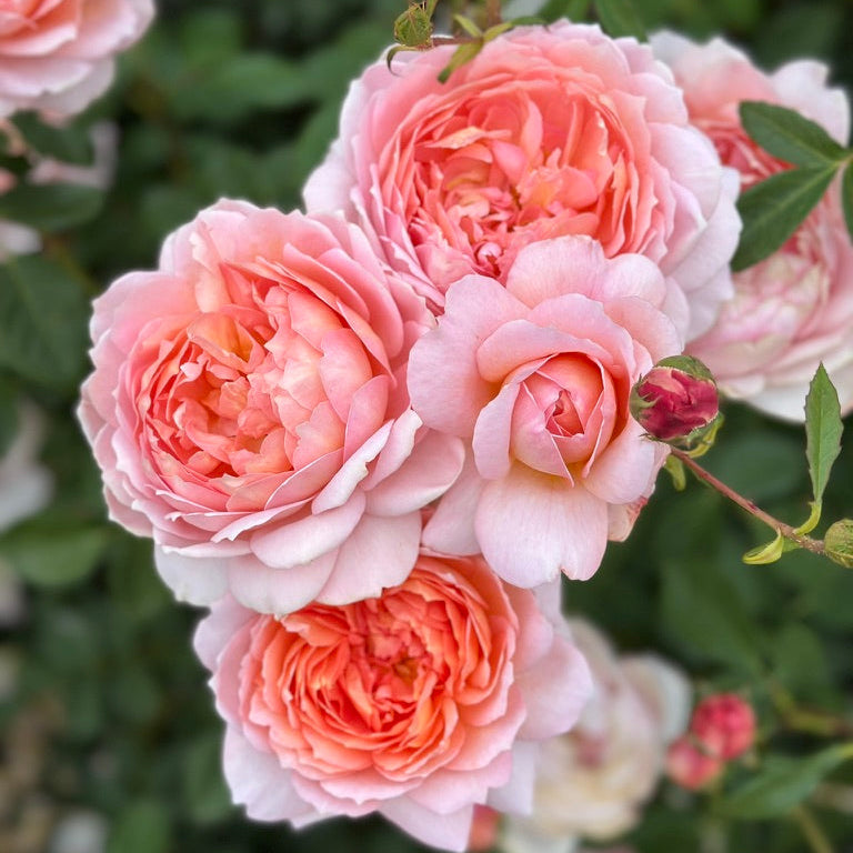 David Austin® Carding Mill® Potted Rose Bush