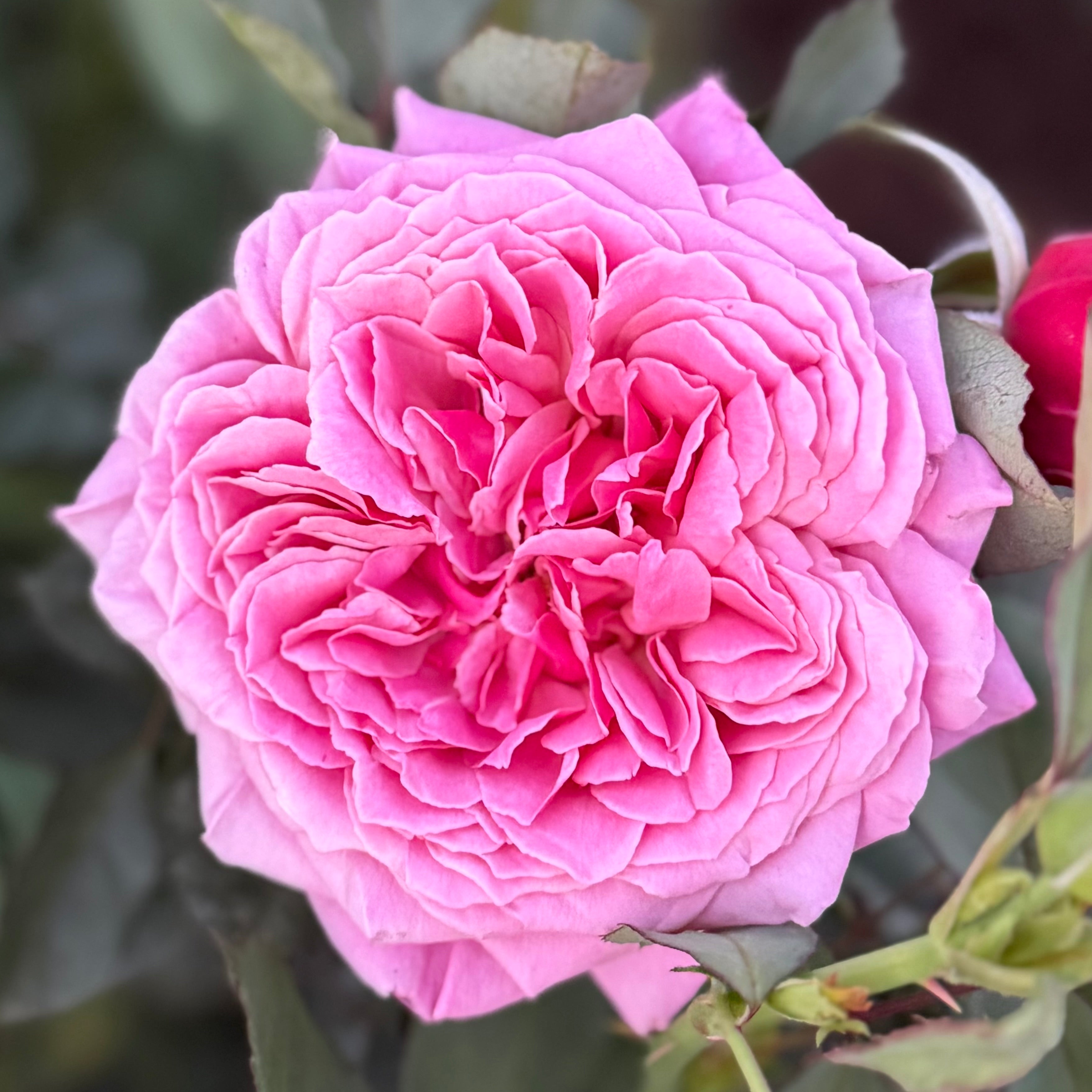 Queen Of Elegance™ Potted Tree Rose