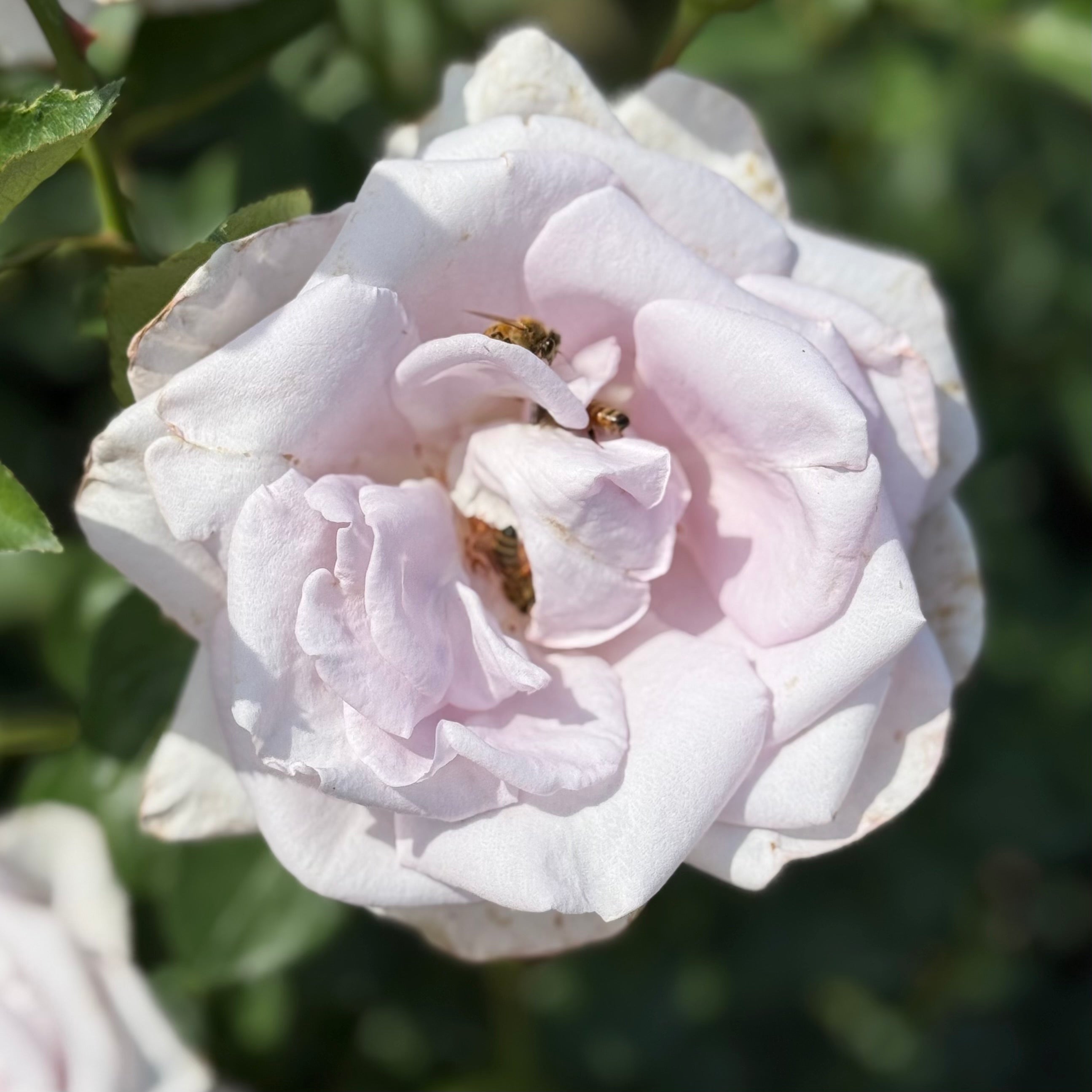 Lagerfeld® Potted Rose Bush