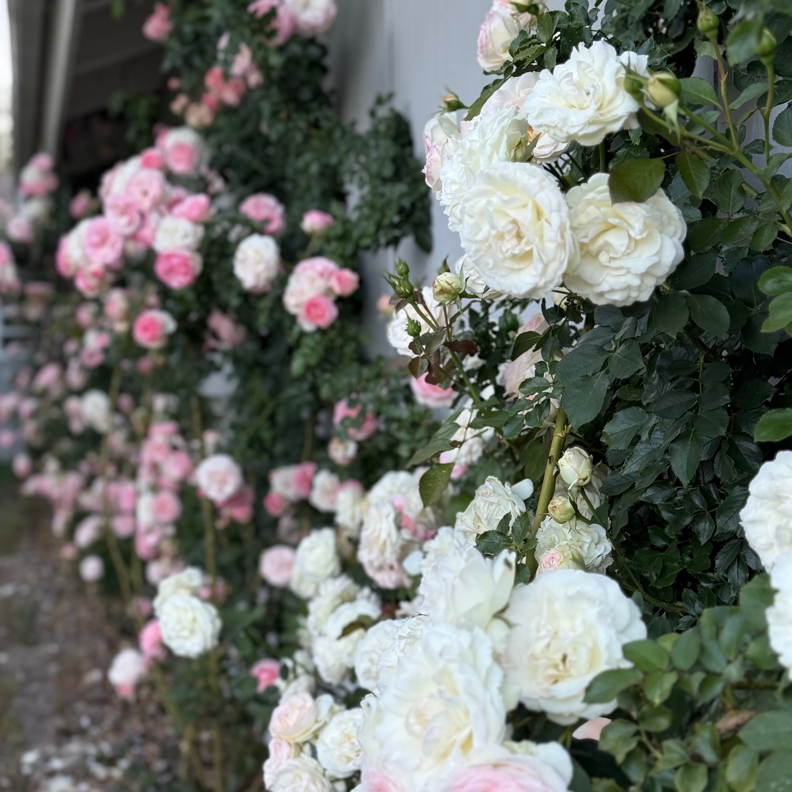 Eden Climber® Potted Climbing Rose