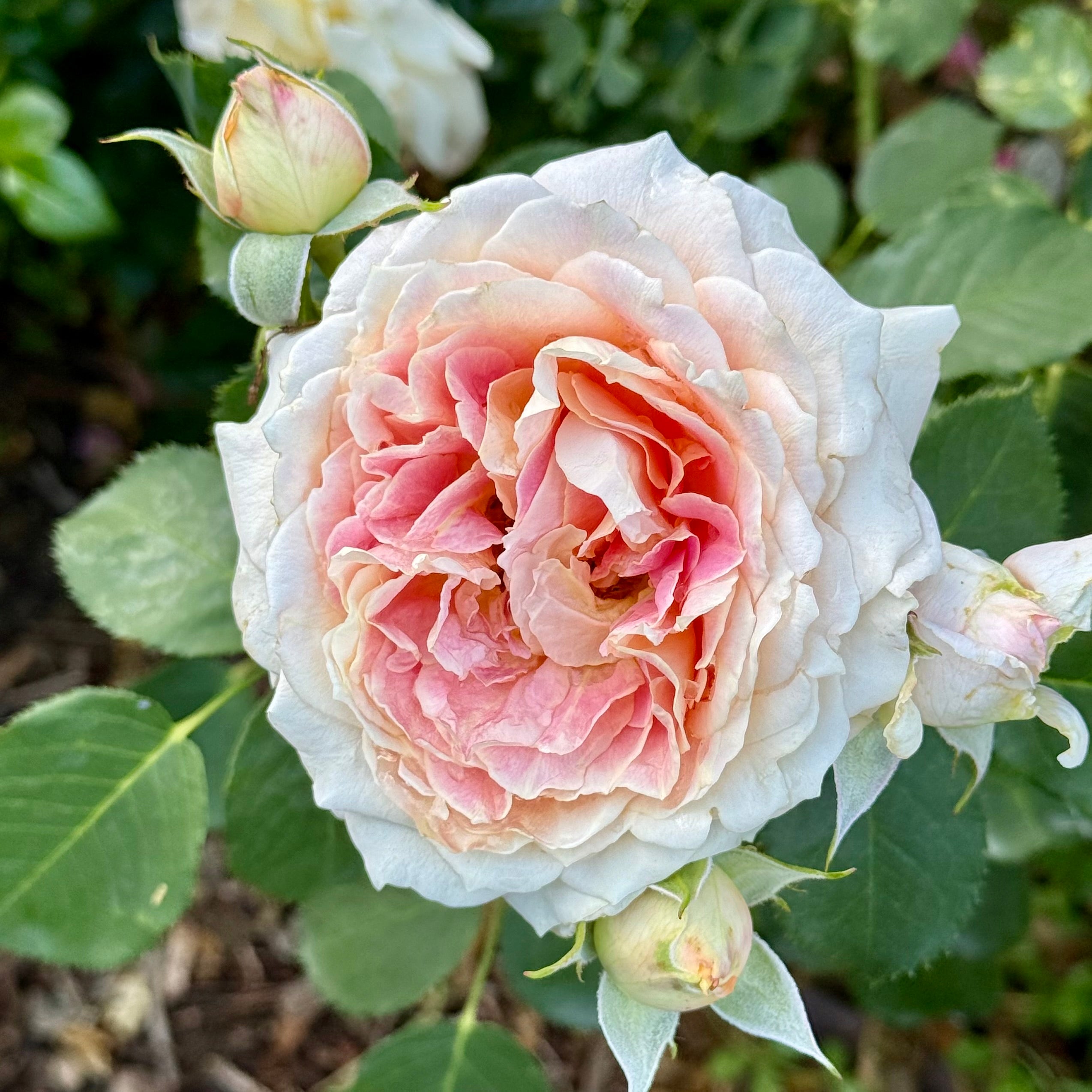 Fun in the Sun™ Potted Tree Rose
