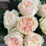 Trousseau Rose Bush