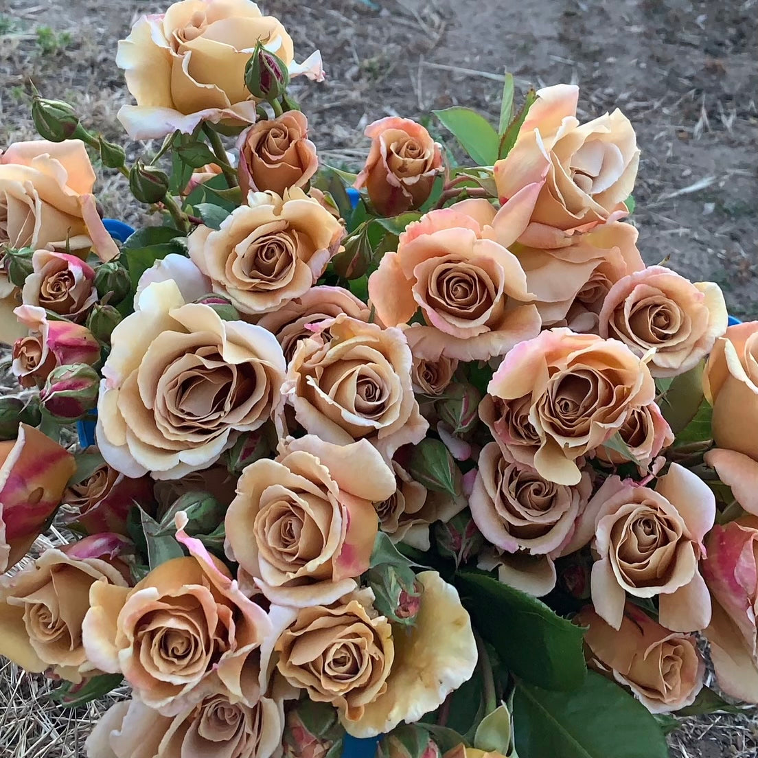 Butterscotch Climbing Potted Rose
