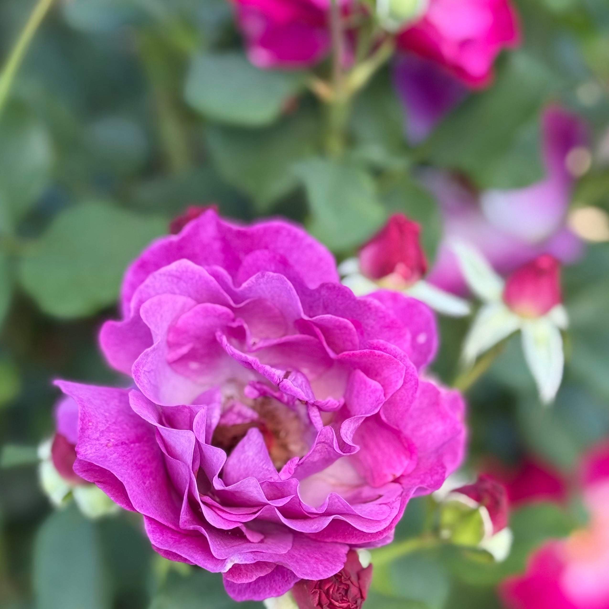 Wild Blue Yonder™ Potted Rose Bush