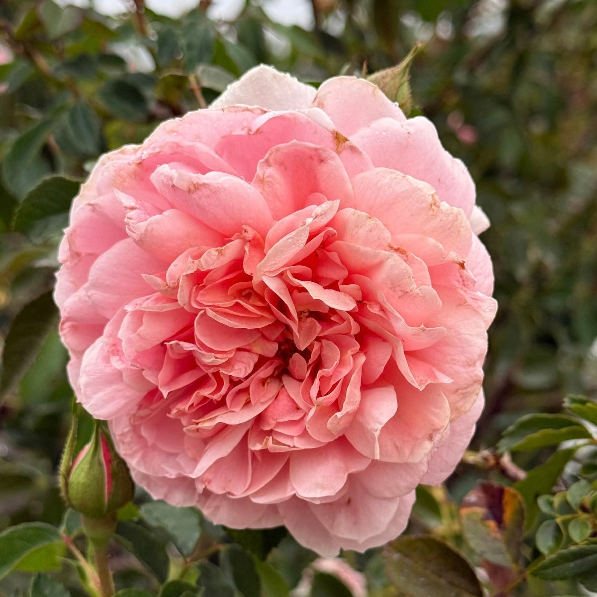 Colette™  Bare Root Climbing Rose