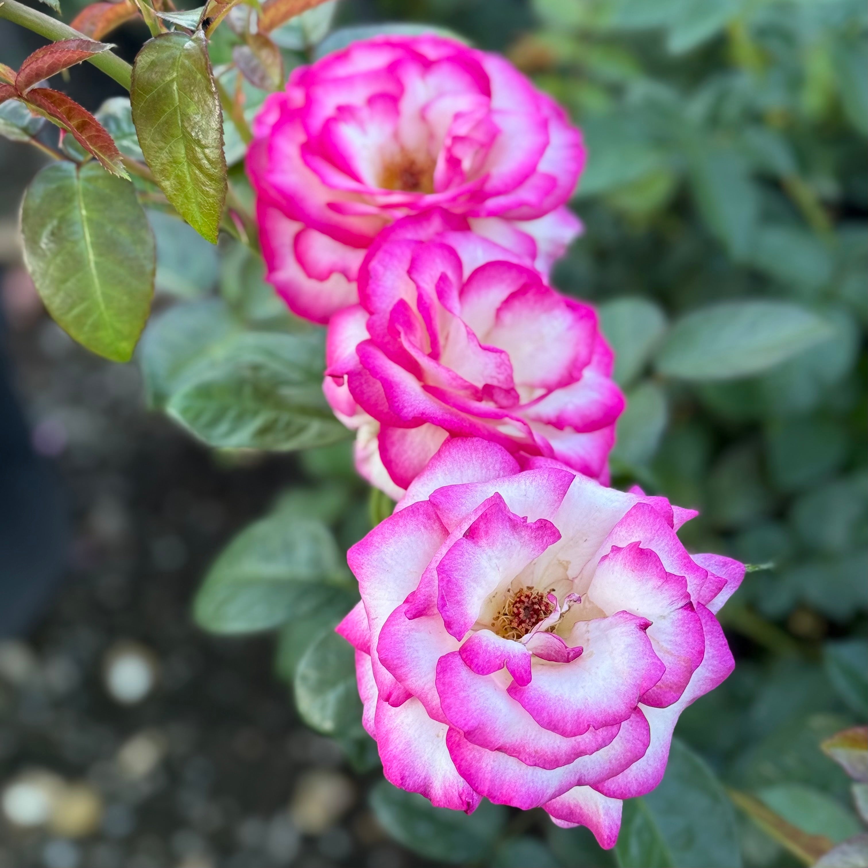 Miss Congeniality™ Potted Tree Rose
