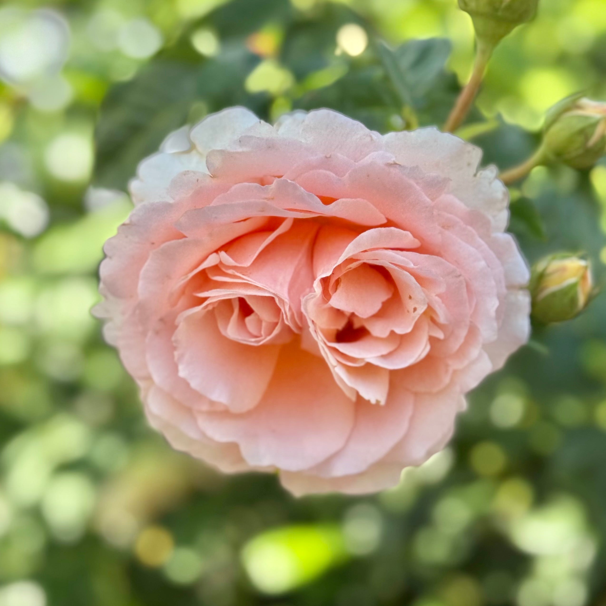 Polka™ Potted Climbing Rose Bush