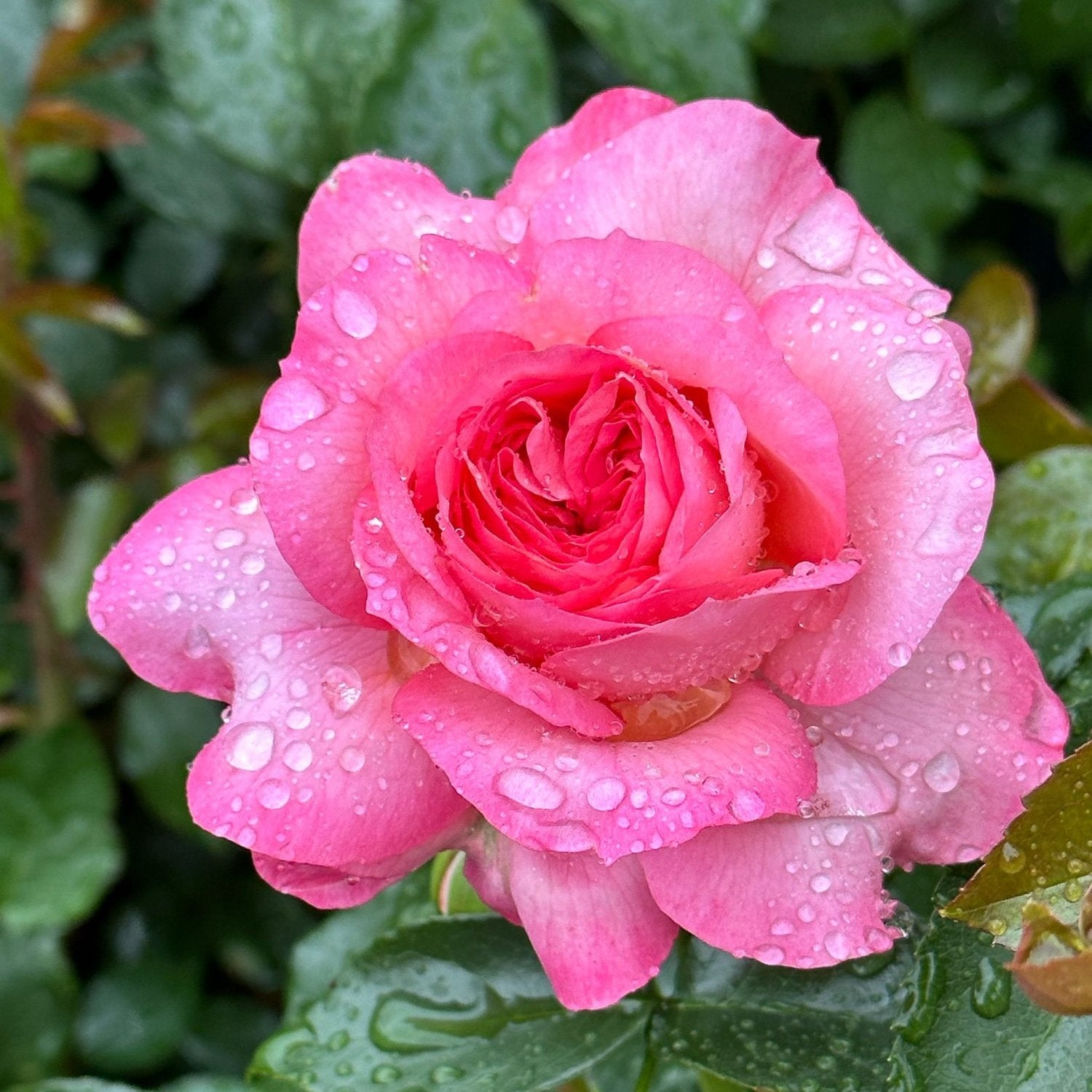 Leap of Faith™ Potted Rose Bush