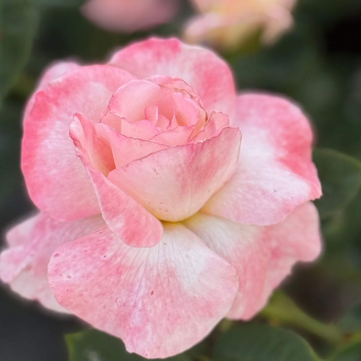 Secret™   Bare Root Rose Bush