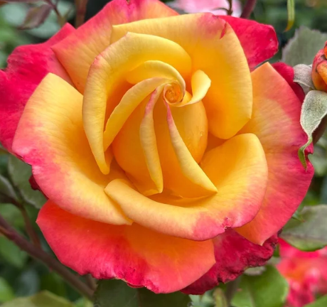 A Lady Never Tells™ Bare Root Rose Bush