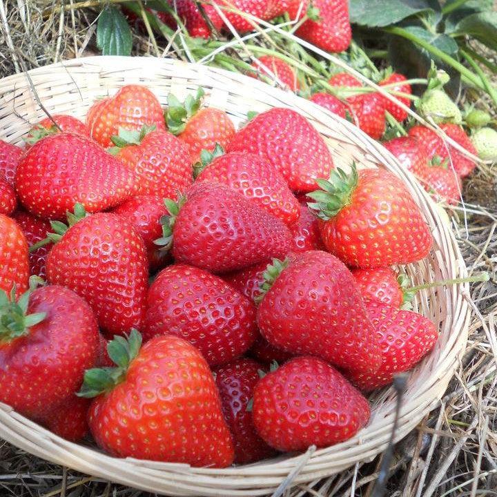 Strawberry Sweet Kiss™ Everbearing Potted Strawberry Plant