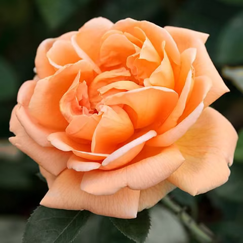 Abbaye de Cluny™ Potted Rose Bush