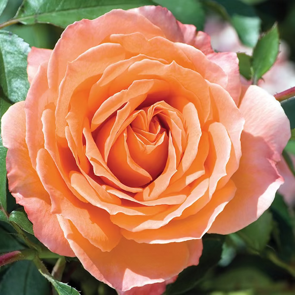 Adobe Sunrise™ Bare Root Tree Rose