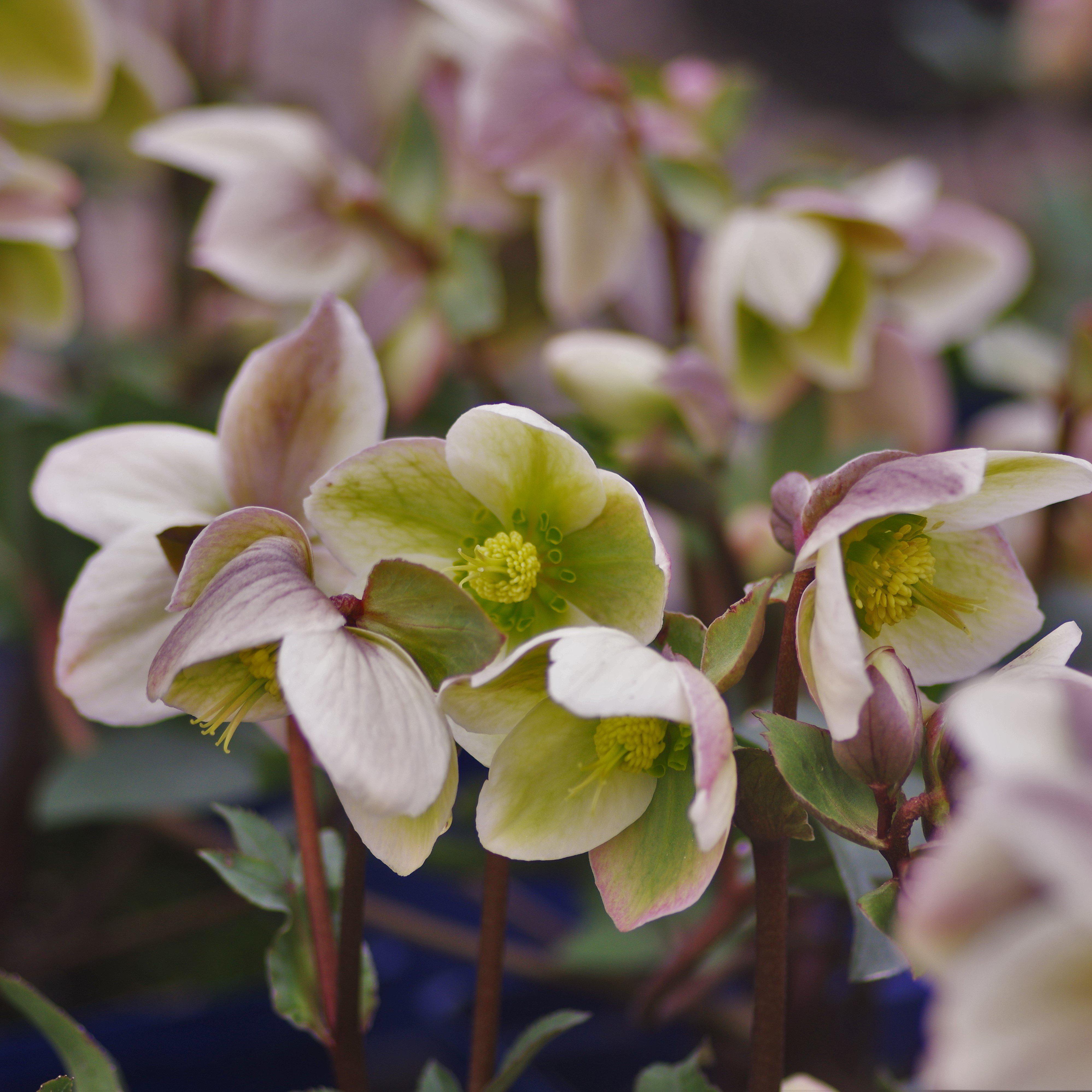 Hellebore Ivory Prince Potted Lenten Rose Plant
