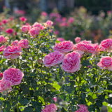 All Dressed Up™ Rose Bush