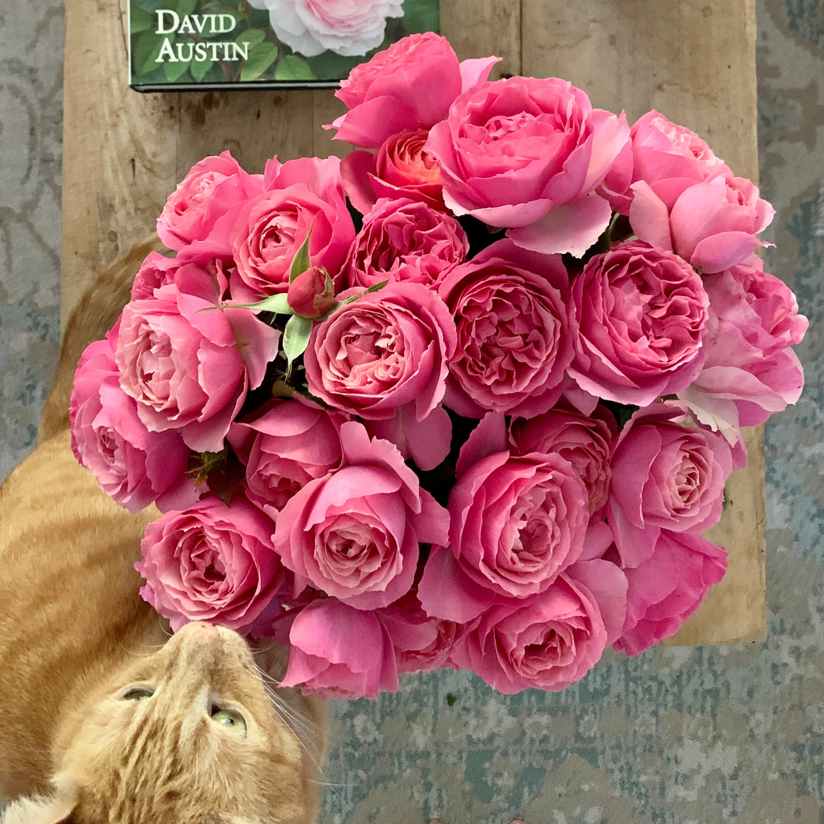 All Dressed Up™ Bare Root Rose Bush