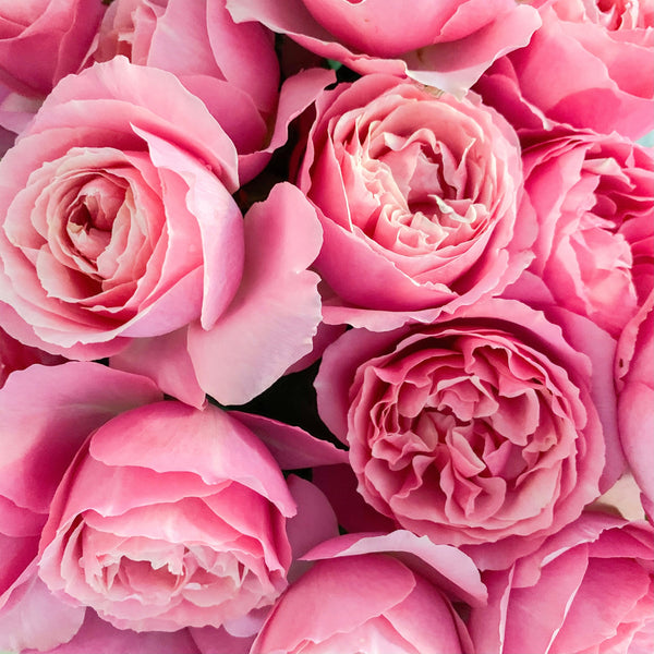 All Dressed Up™ Bare Root Rose Bush