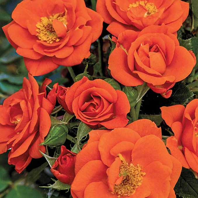 All a'Twitter™ Bare Root  Rose Bush