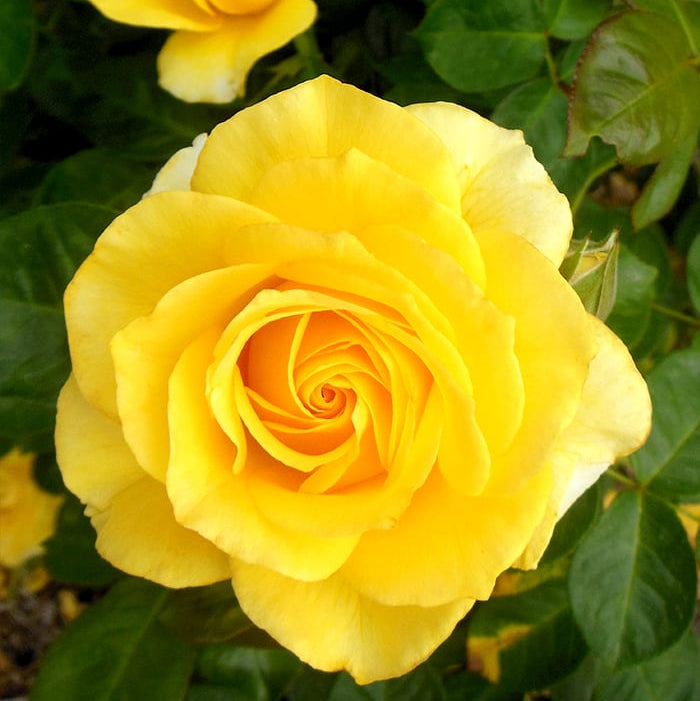 True Bloom® True Friendship Potted Rose Bush