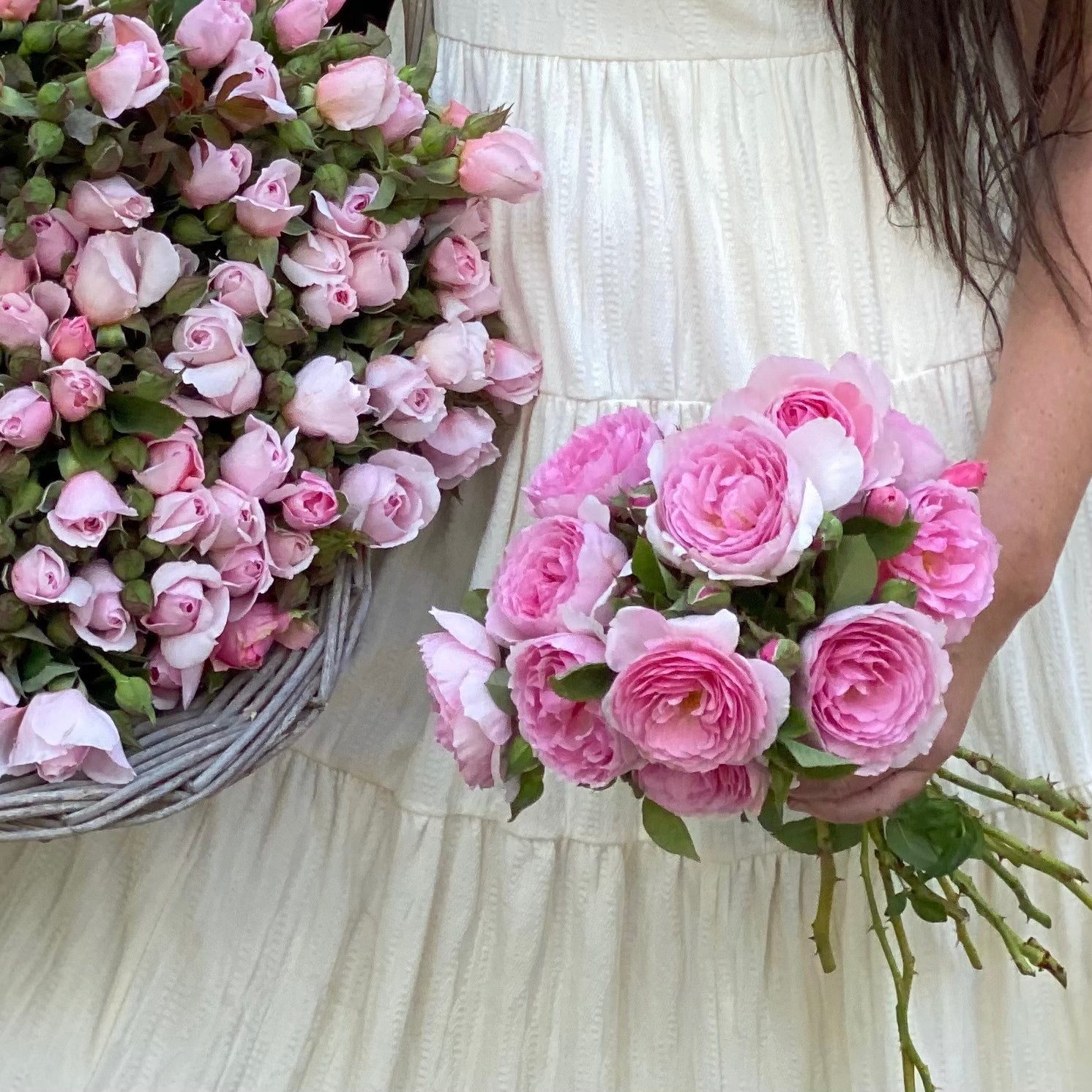 David Austin® The Ancient Mariner® Potted Rose Bush