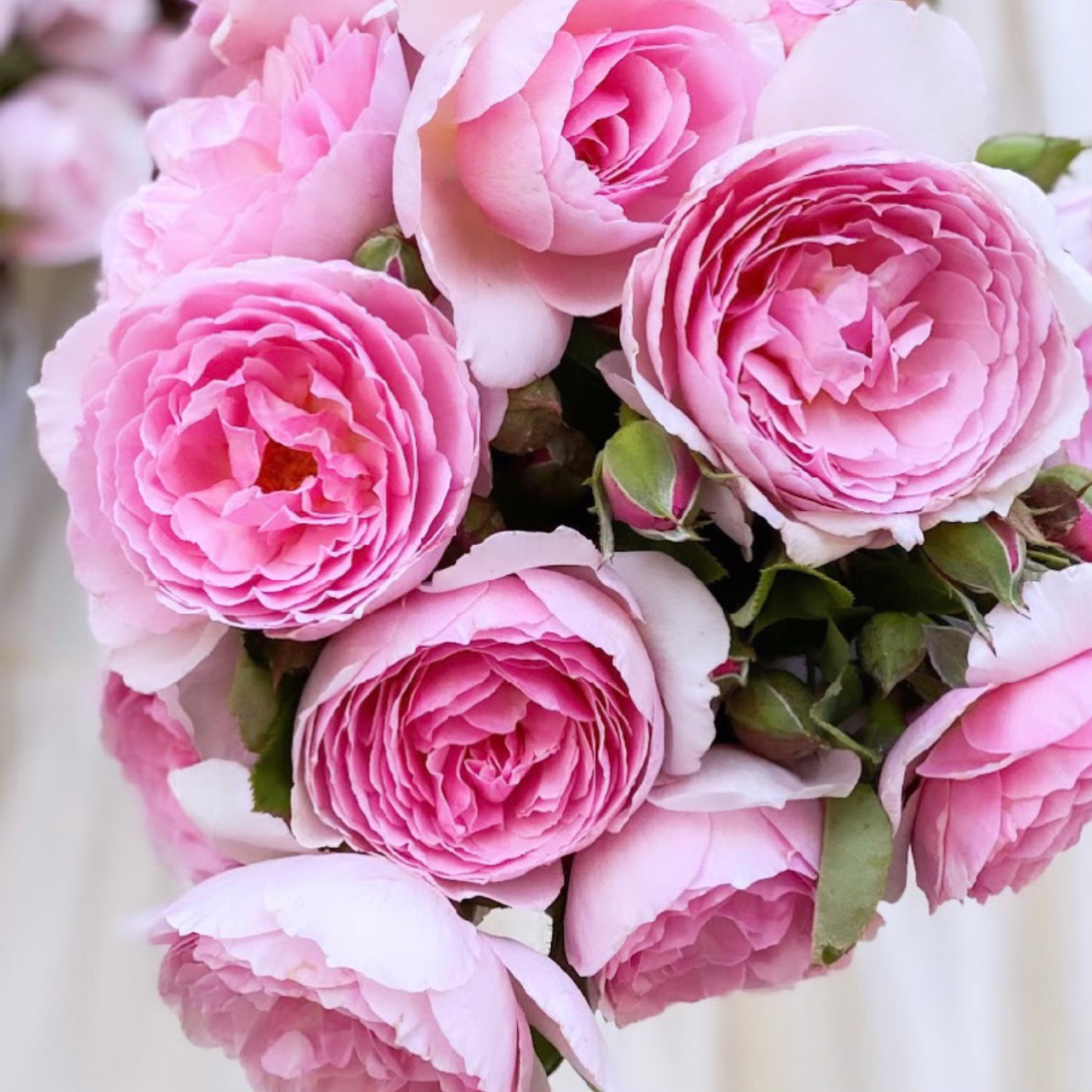 David Austin® The Ancient Mariner® Potted Rose Bush