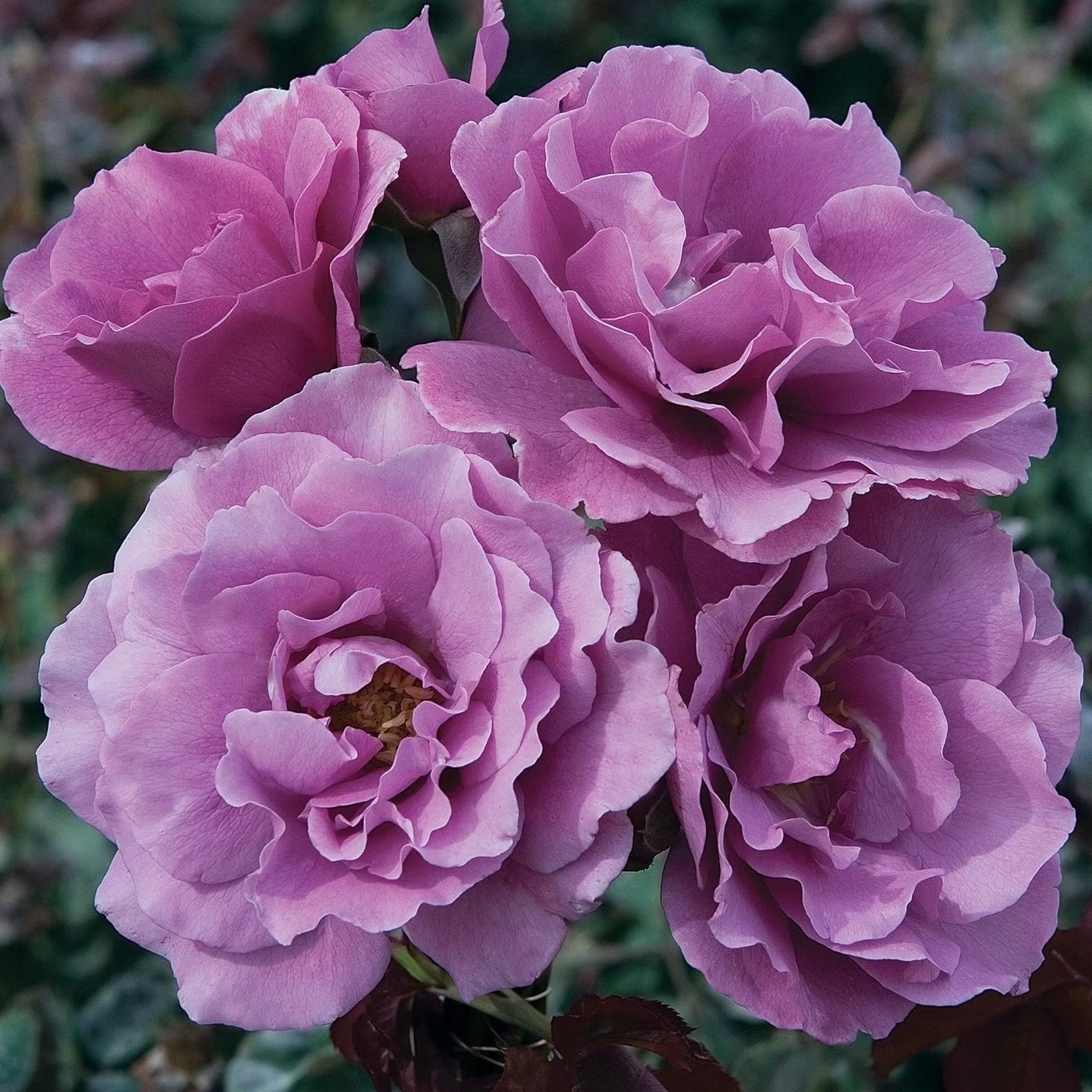 Angel Face Potted Rose Bush