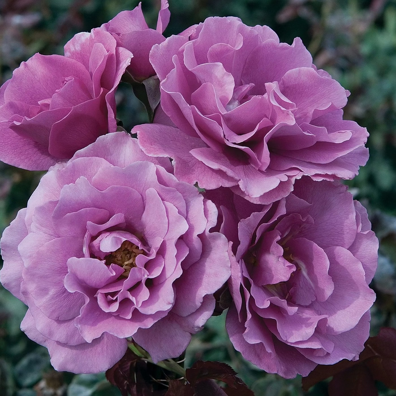 Angel Face Bare Root Rose Bush