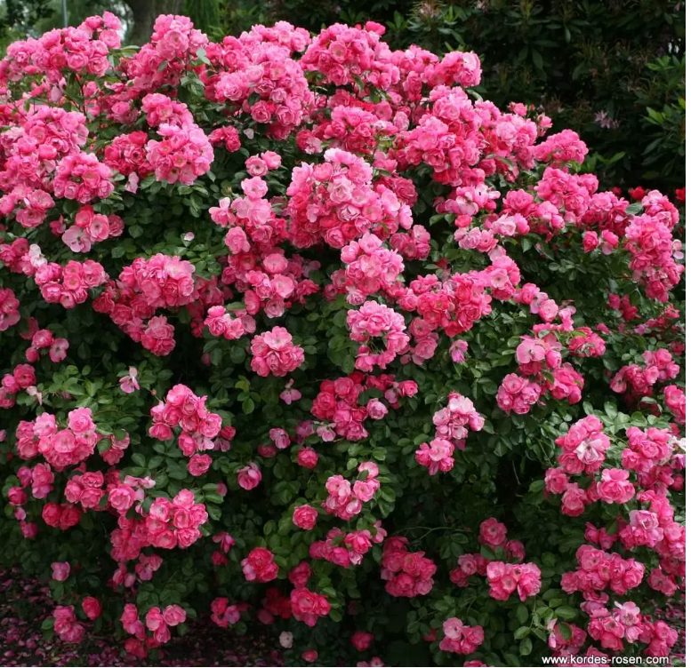 Angela® Bare Root  Climbing Rose