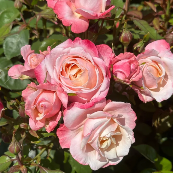 Anne Marie Bare Root Rose Bush