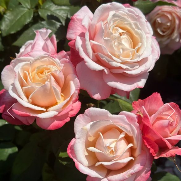 Anne Marie Bare Root Rose Bush