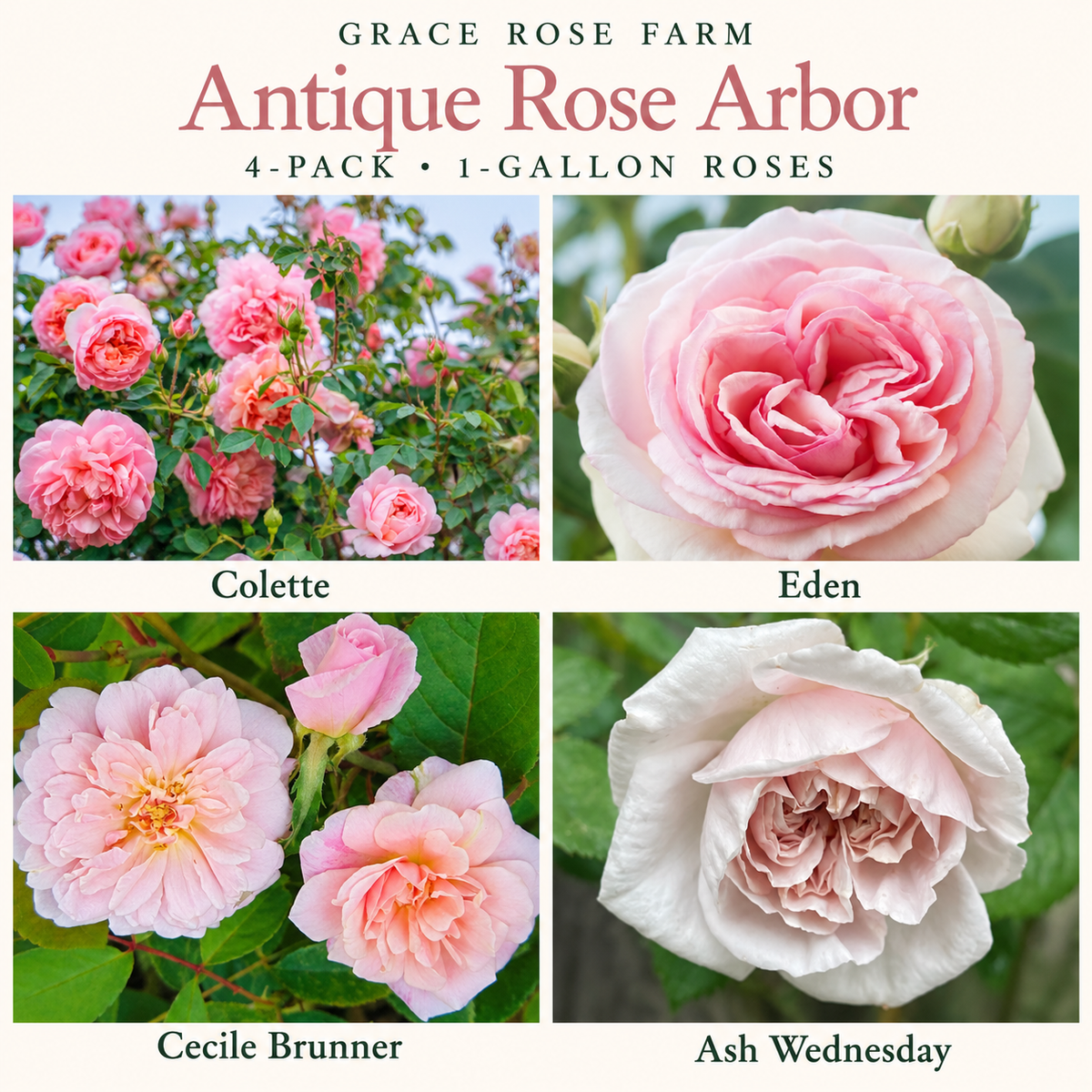 ANTIQUE ROSE ARBOR  4 Pack - Colette™, Eden Climber®, Cecile Brunner, Ash Wednesday