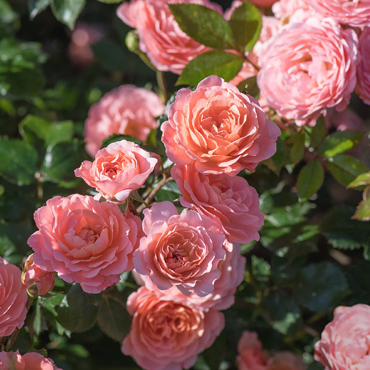 Ribbons of Roses™ Bundles of Bare Root Roses - Apricot Drift® - Pack of 10