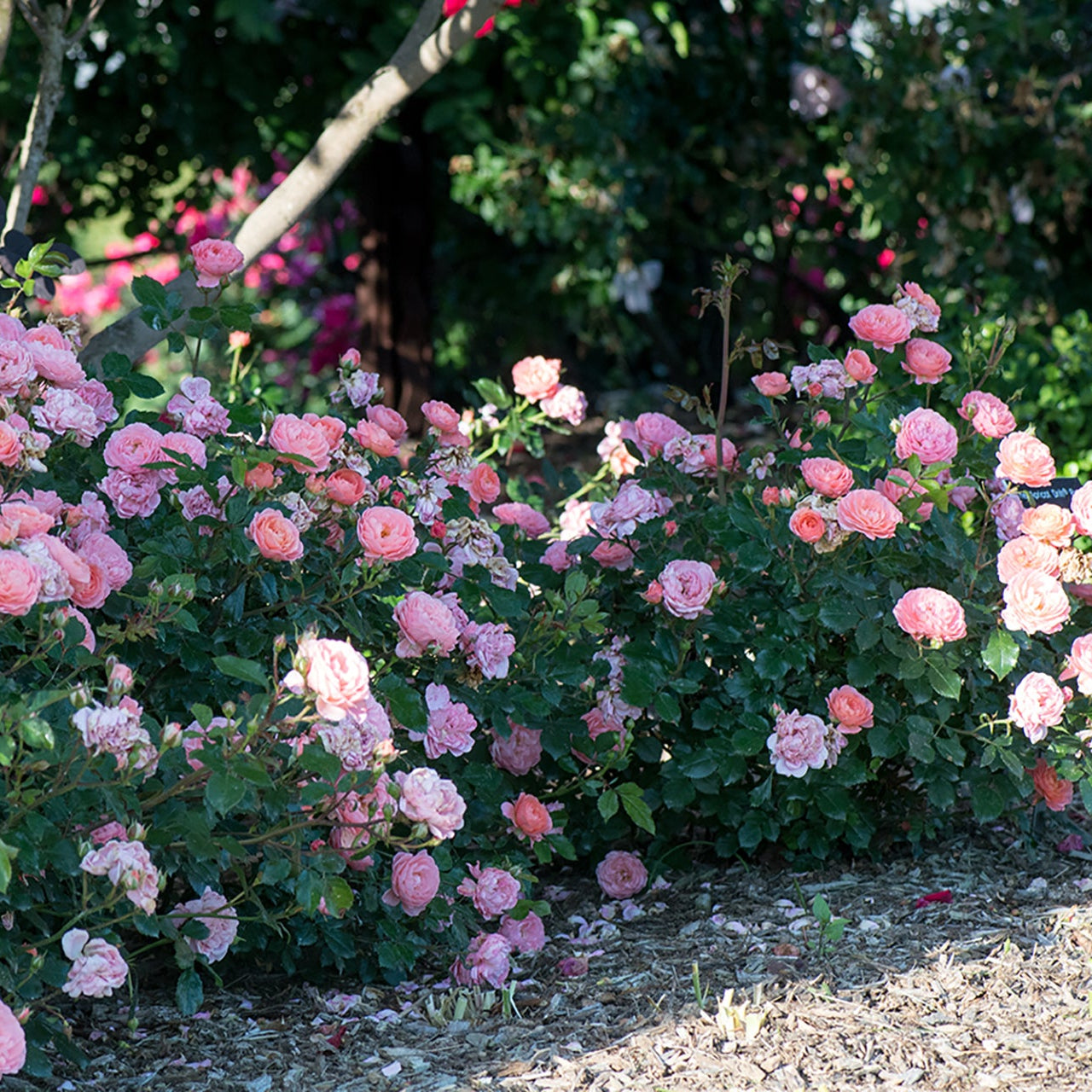 Ribbons of Roses™ Bundles of Bare Root Roses - Apricot Drift® - Pack of 10