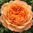 Apricot Roses